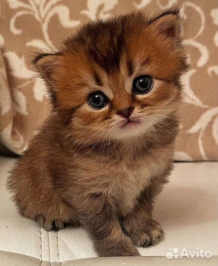 Шотландские котята