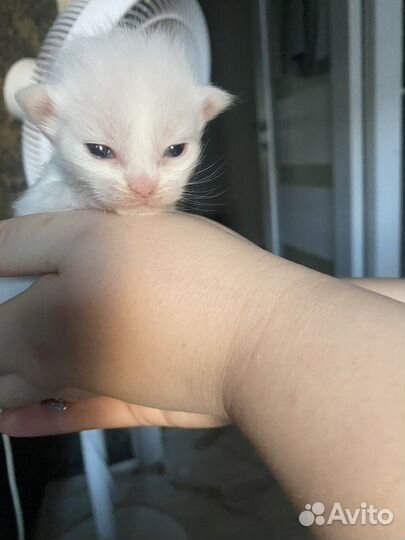 Котята мейн-кун
