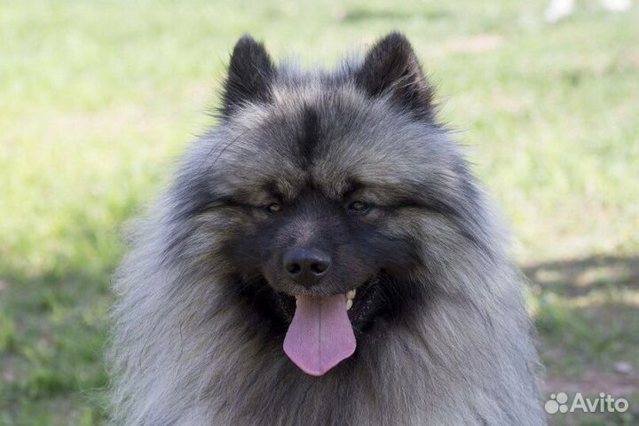 Кеесхонд вязка