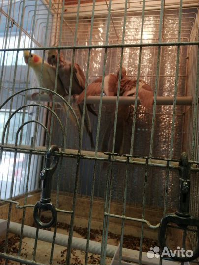 Попугай карелла нимфа, какарик и розелла