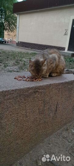 Кот в добрые ручки