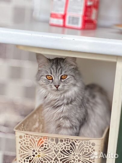 Кошка