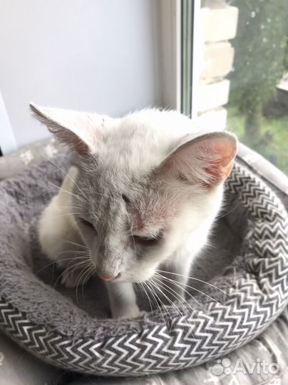 Кошка белая гладкошерстная