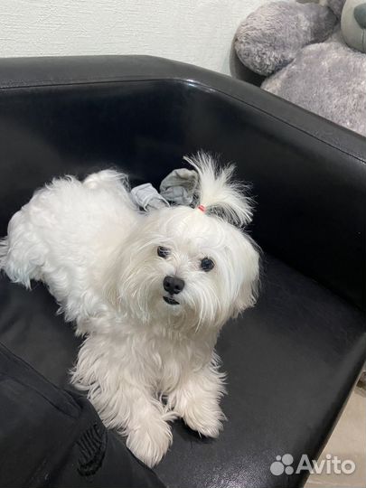 Мальтезе вязка