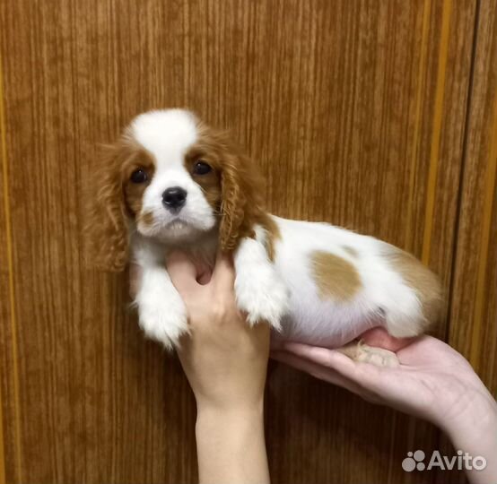 Кавалер кинг чарльз спаниель