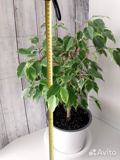 Фикус бенджамина Годен Кинг