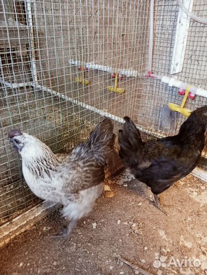 Цыплята Лакедандзи