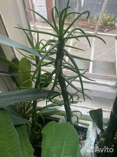 Комнатные цветы