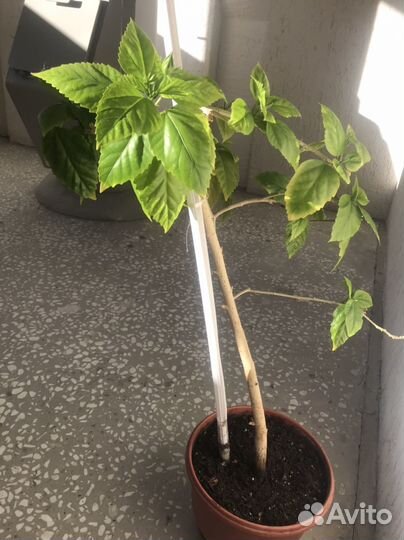 Гибискус китайская роза