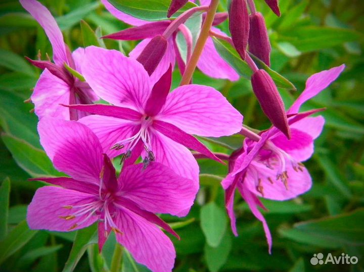 Иван-чай 1кг кипрей полезный чай, настоящий