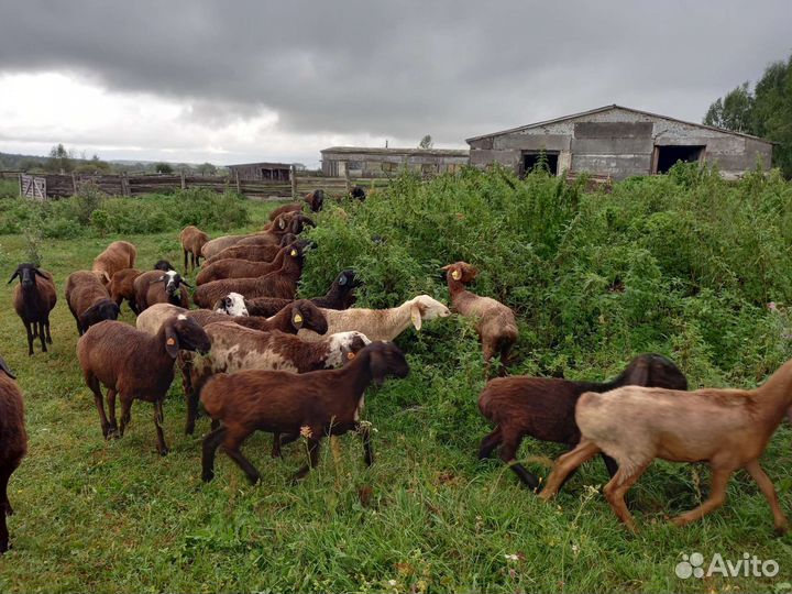 Овцы эдильбай, бараны