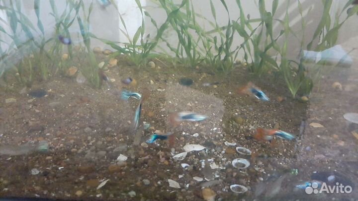 Аквариумные рыбки гуппи