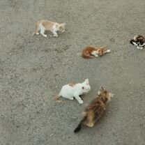 Котёнок в добрые руки, Мелитополь