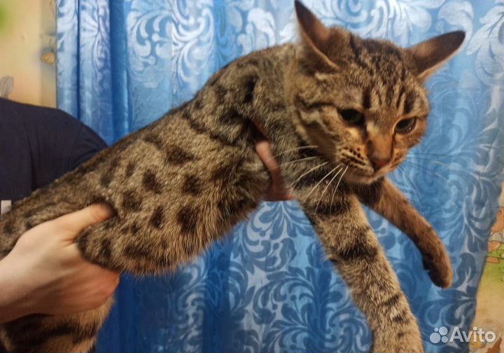 Бенгальская