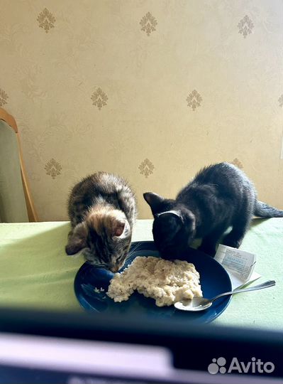 Котята 2 месяца