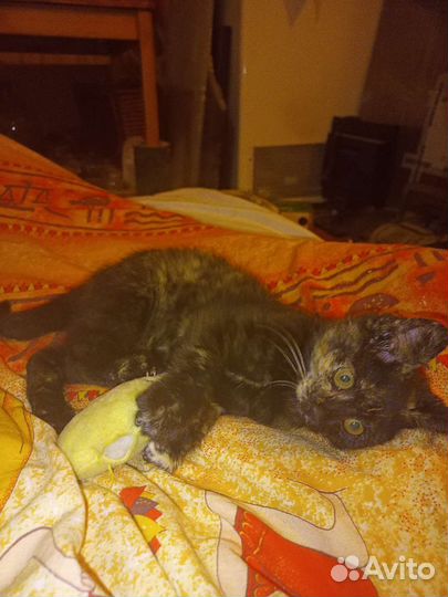 Котенок, кошечка в добрые руки