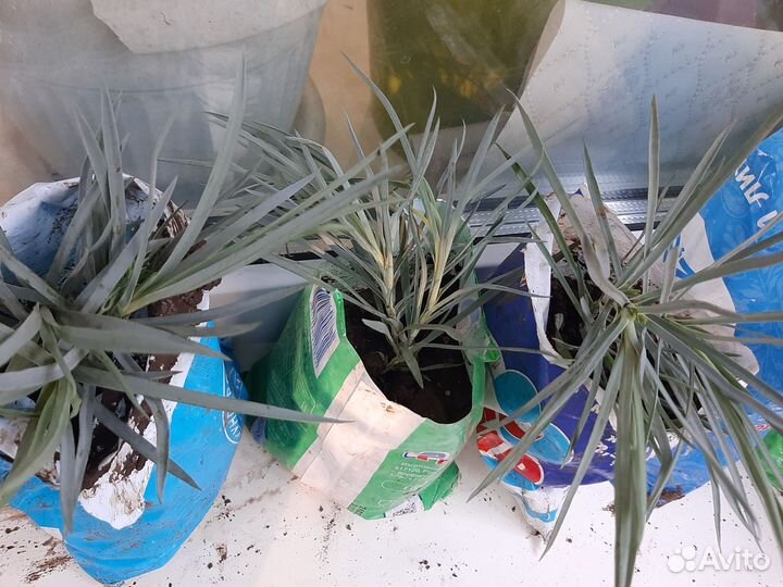 Цветы многолетники