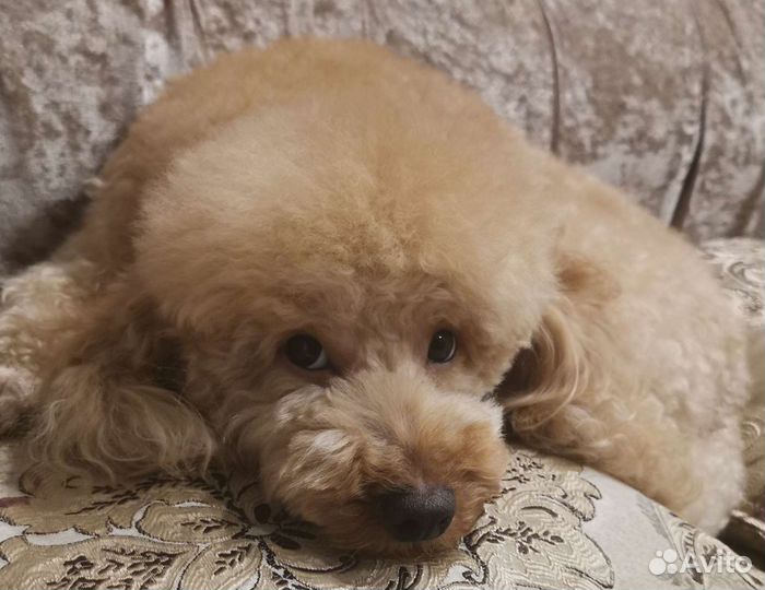 Стрижка собак