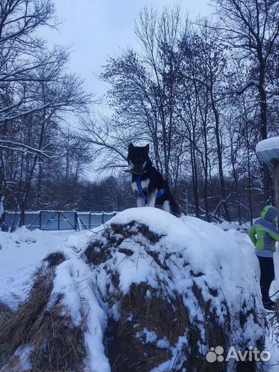 Шлейка для собаки