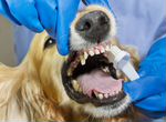 Читка зубов ультразвуком у собак и кошек