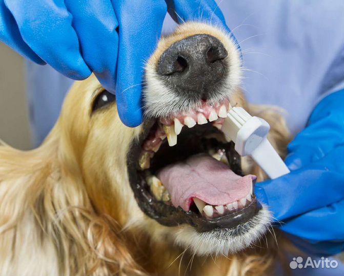 Читка зубов ультразвуком у собак и кошек