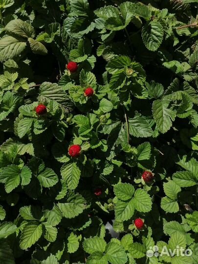 Многолетние цветы