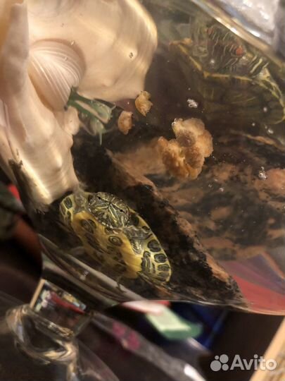 Красноухая черепашка 5 см