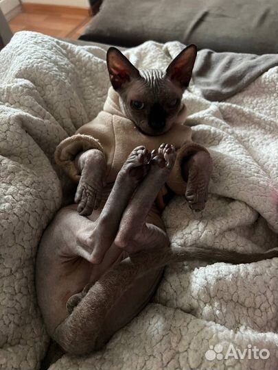 Канадский сфинкс