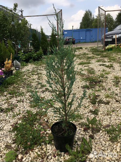 Можжевельник скальный Блю Эрроу