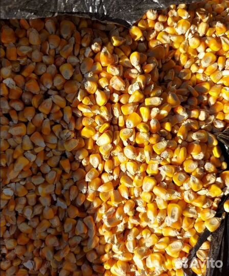 Фуражная кукуруза, Просо на корм