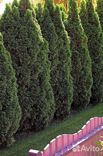 Туи вип класса