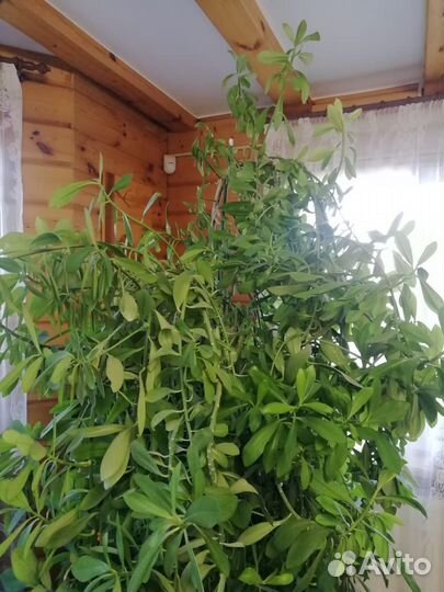 Синадениум 2метра