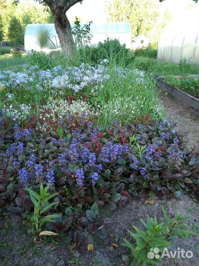 Монарда, безвременник, маргаритки, и другие