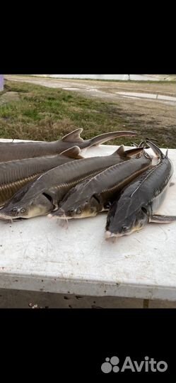 Свежая царская рыба живая