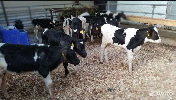 Бычки до 3 мес