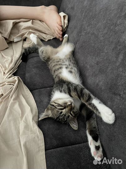 Котики бесплатно