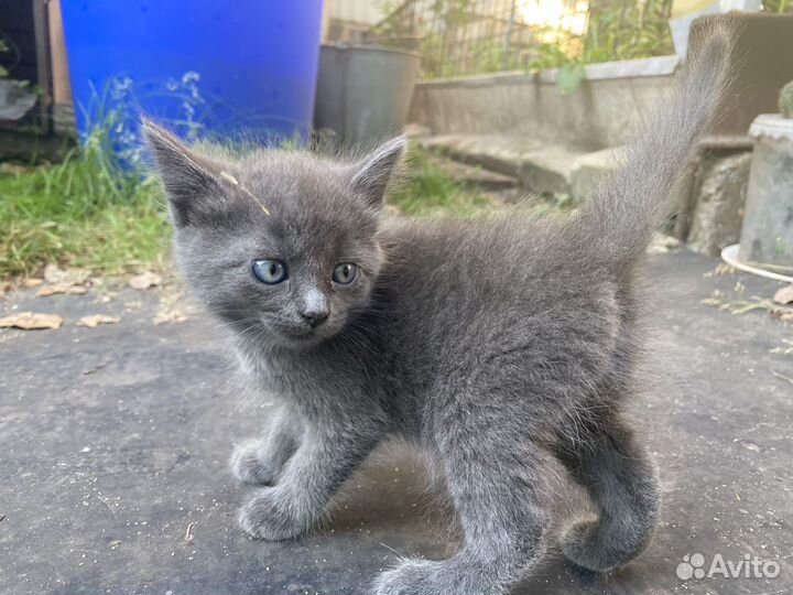 Котята отдам бесплатно