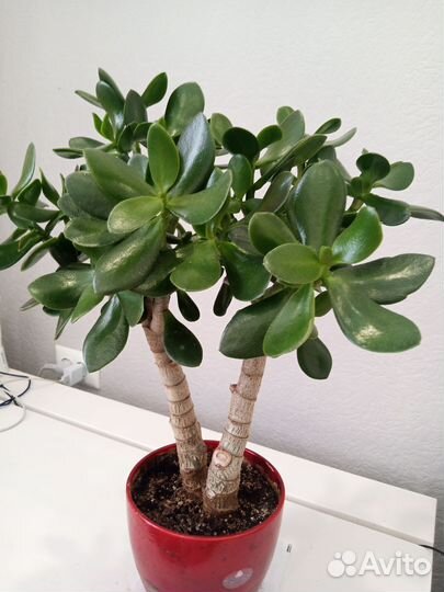 Толстянка(Денежное дерево)