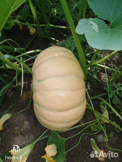 Тыква и кабатыква