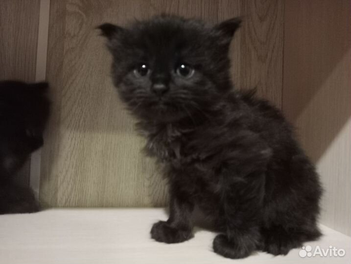 Котята в добрые руки 1 месяц