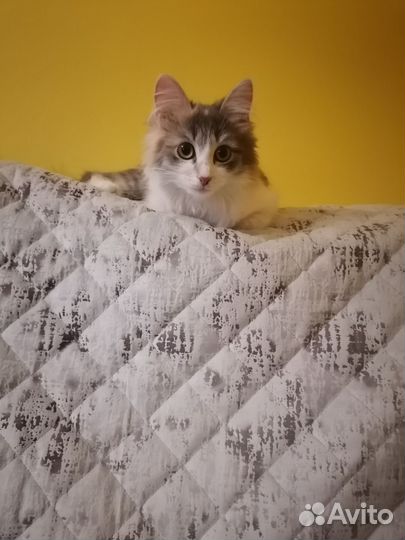 Кошка