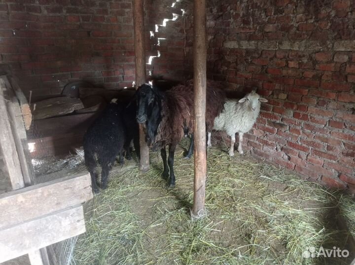 Курдючные бараны овцы