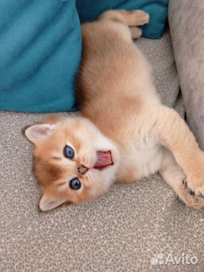 Шотландская