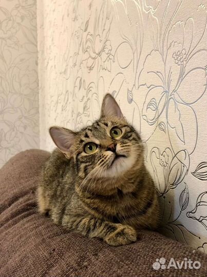 Сверхласковая кошка обнимашка и целовашка в дар