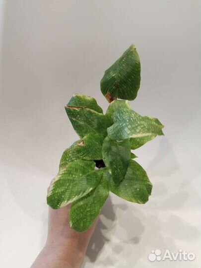 Марантовые