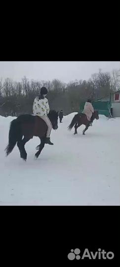 Жеребцы клеппера пони класс