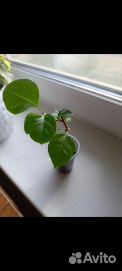 Продам бугенвиллии