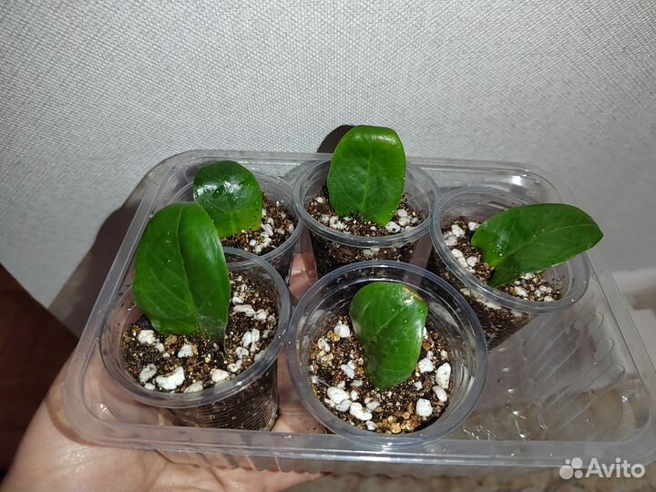 Комнатные цветы, замиокулькас зензи, равен, хойи