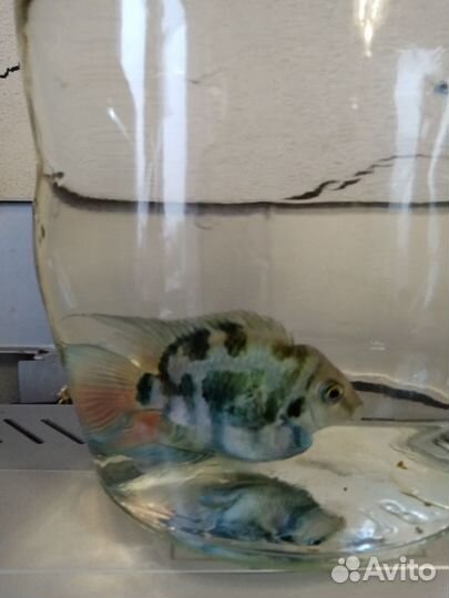 Сапфировый попугай