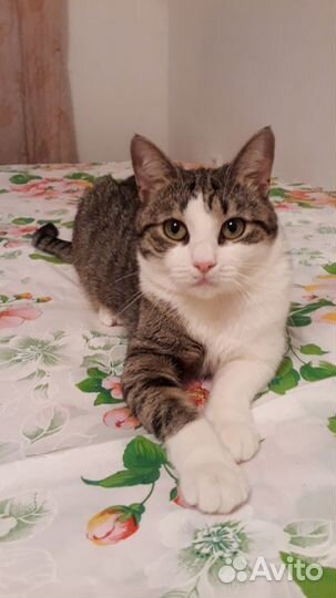 Кошечка Люся